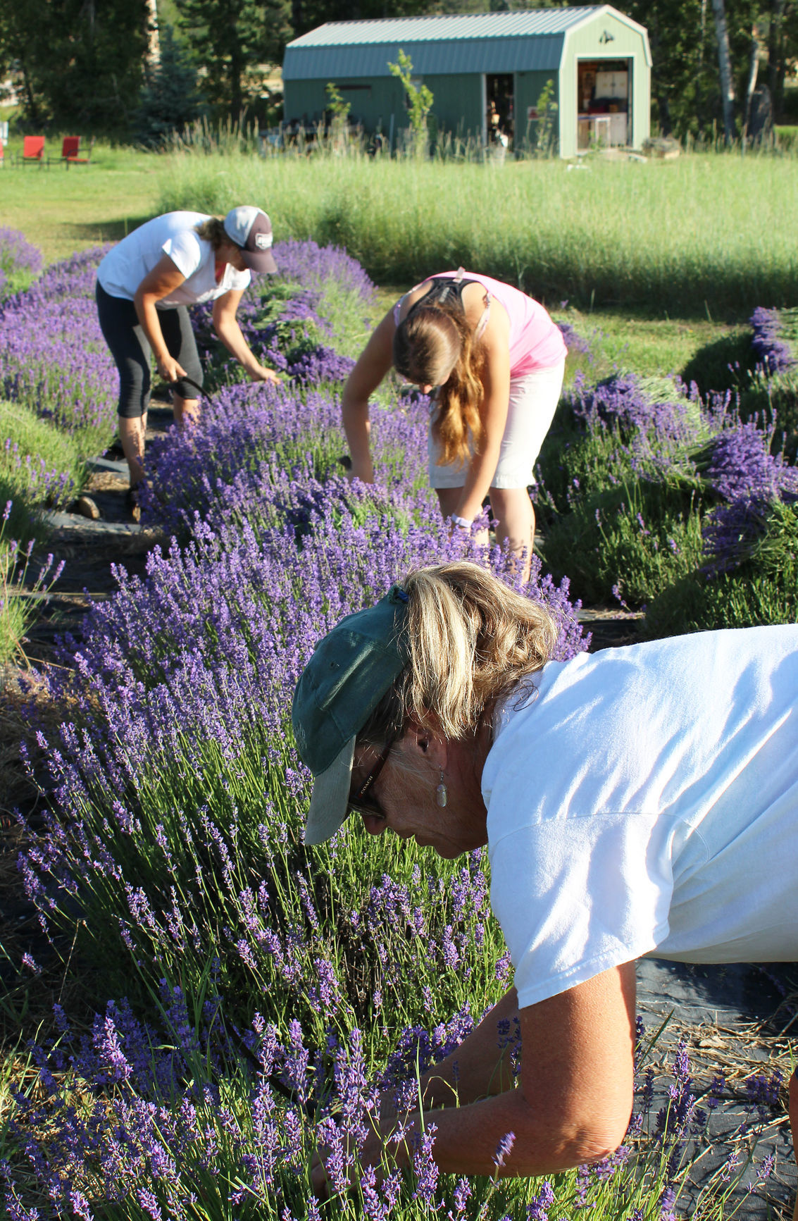Lavender AM, MM, MM vertical
